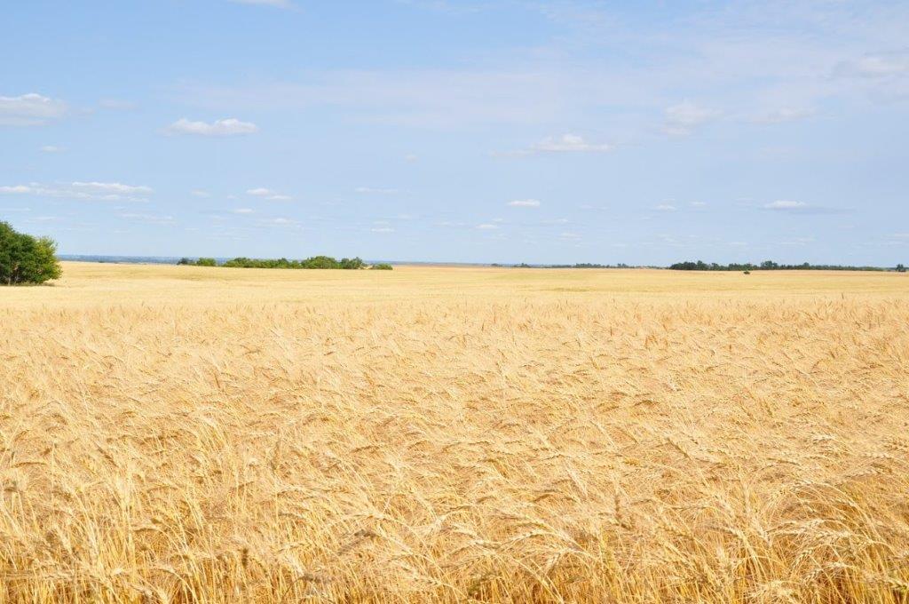 Wheat Summer
