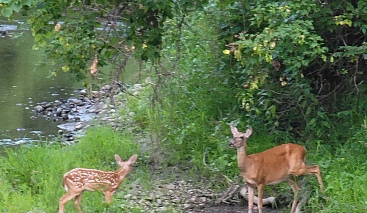 20- Deer in the River