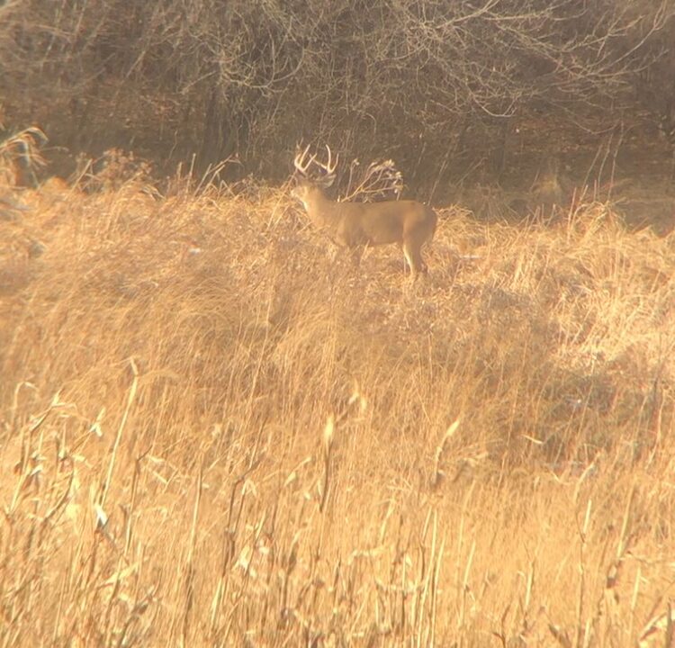 25- Deer on trail cam