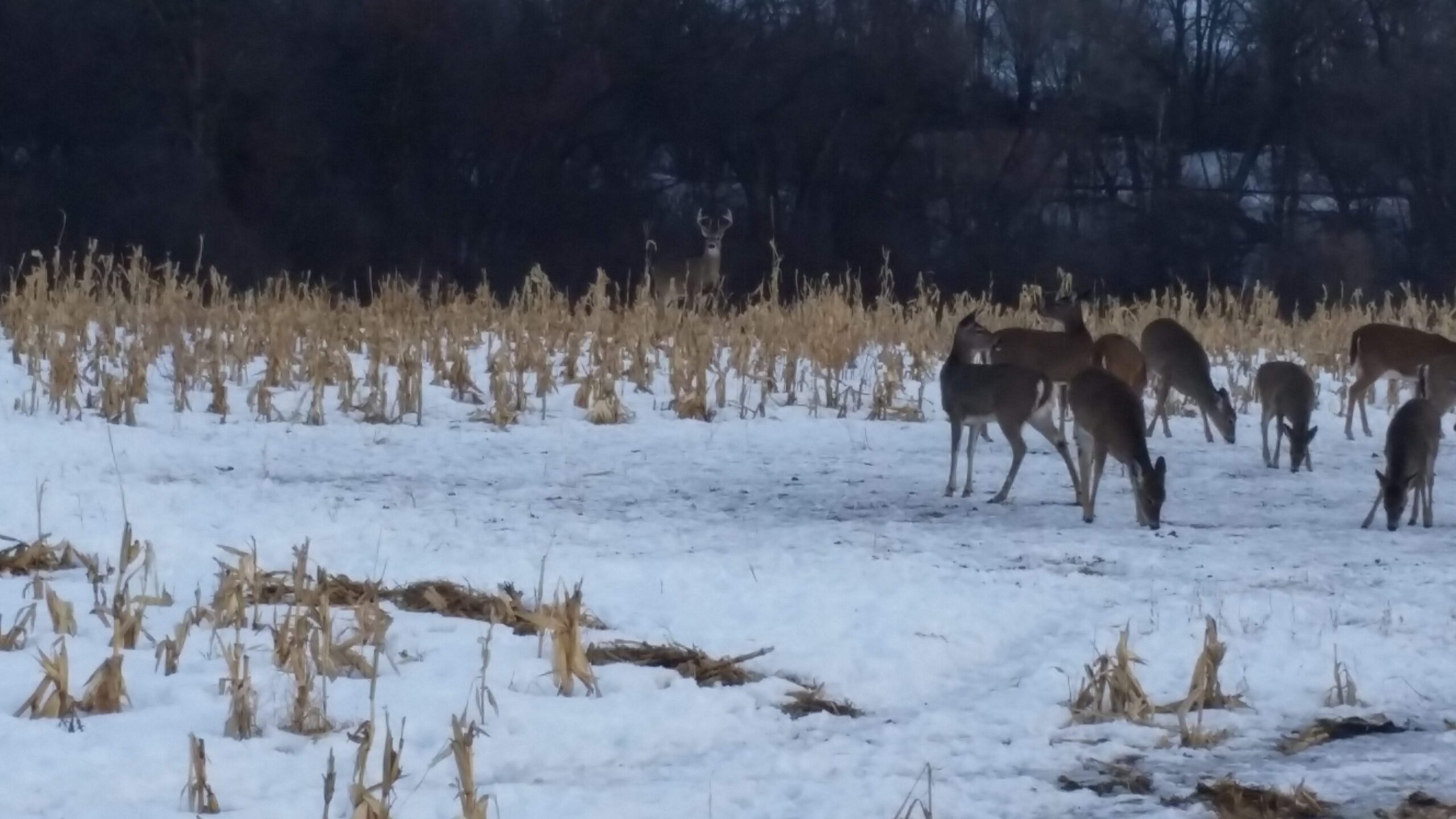 26- Deer in Snow