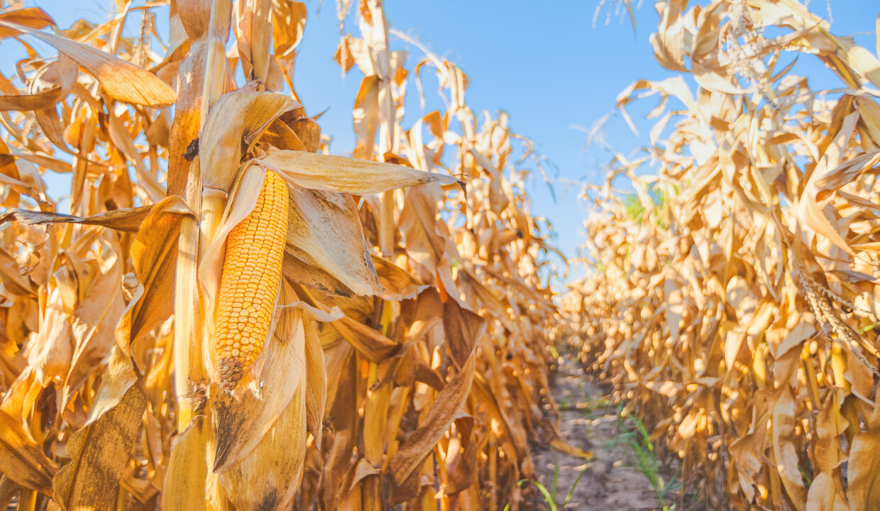 Maize ear on stalk in corn field